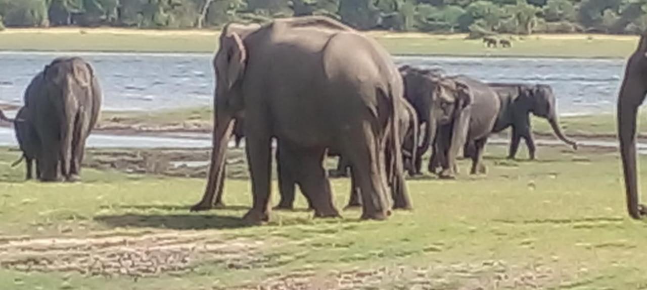Kithmi Resort Polonnaruwa Exteriér fotografie